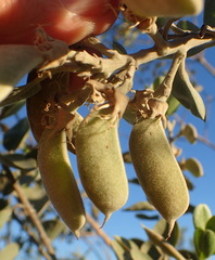 Stirtonanthus taylorianus