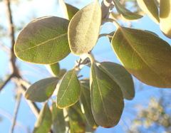 Stirtonanthus taylorianus