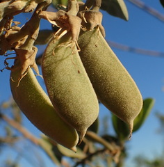 Stirtonanthus taylorianus