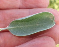 Stirtonanthus taylorianus