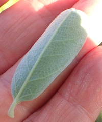 Stirtonanthus taylorianus