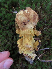 Scleroderma meridionale