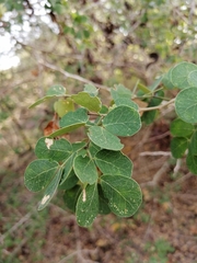 Microlobius foetidus