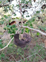 Microlobius foetidus