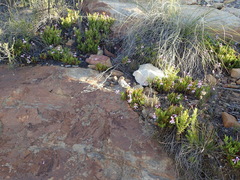 Pelargonium laevigatum laevigatum