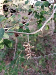 Microlobius foetidus