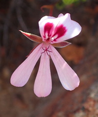 Pelargonium laevigatum laevigatum