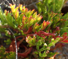 Pelargonium laevigatum laevigatum