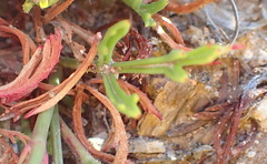 Pelargonium laevigatum laevigatum
