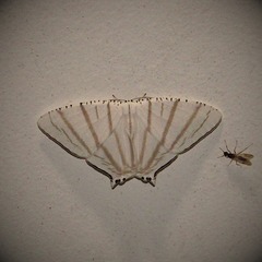 Urapteroides astheniata