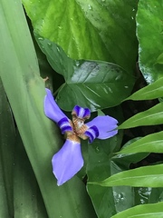 Trimezia coerulea
