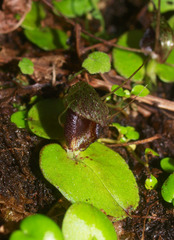 Corybas orbiculatus