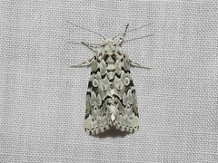 Bryolymnia viridata