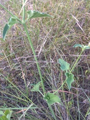 Mirabilis melanotricha