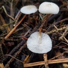 Strobilurus occidentalis