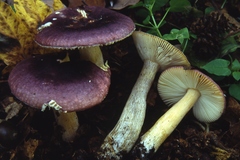 Russula alnetorum