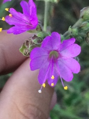 Mirabilis melanotricha