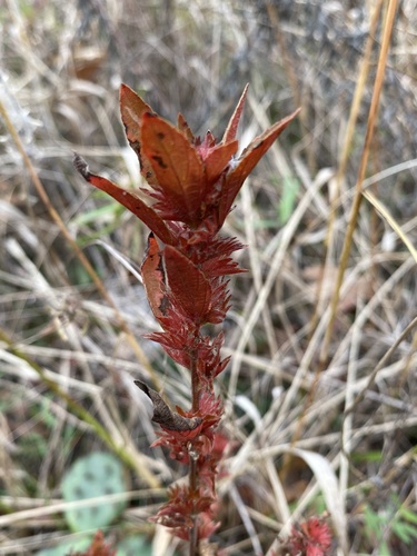 Acalypha gracilens iNat (3)