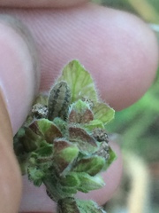 Mirabilis melanotricha