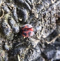 Novius cardinalis