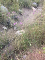 Mirabilis melanotricha