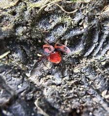 Novius cardinalis