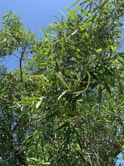 Sapium haematospermum