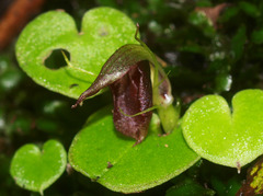 Corybas orbiculatus