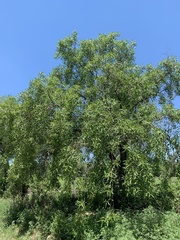 Sapium haematospermum