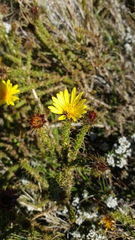 Cullumia reticulata