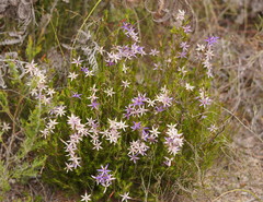Calectasia intermedia