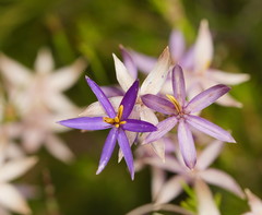 Calectasia intermedia