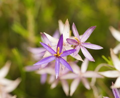 Calectasia intermedia