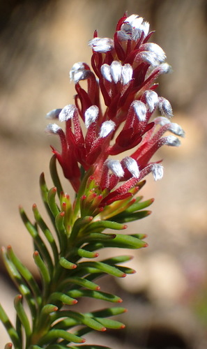 Image of Spatalla confusa by (c) Nicola van Berkel, some rights reserved (CC BY-SA)