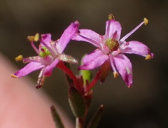 Agathosma purpurea