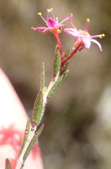 Agathosma purpurea