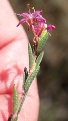 Agathosma purpurea