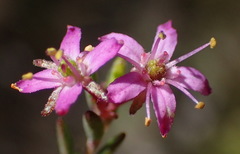 Agathosma purpurea