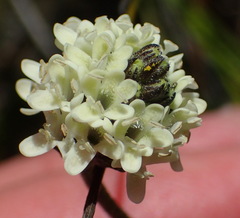 Phyllopodium elegans