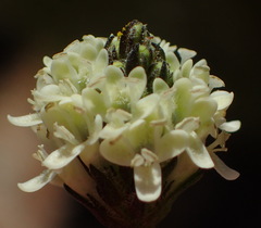 Phyllopodium elegans