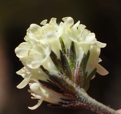 Phyllopodium elegans
