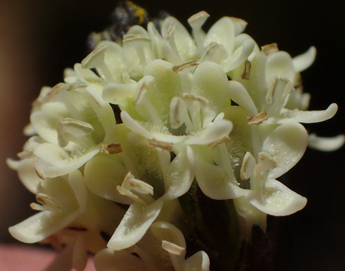 Image of Elegant Capewort (Phyllopodium elegans) by (c) Nicola van Berkel, some rights reserved (CC BY-SA)