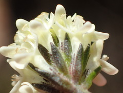 Phyllopodium elegans