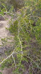 Searsia longispina