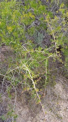 Searsia longispina