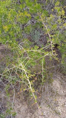 Searsia longispina