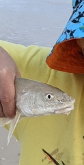 Menticirrhus