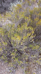 Oedera genistifolia