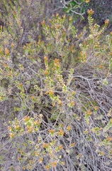 Oedera genistifolia