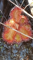 Drosera cuneifolia